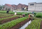 Babinsa Bojongsalam Gerakkan Warga Tanam Kangkung untuk Ketahanan Pangan